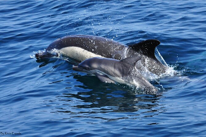 Excursion to Gibraltar with Dolphin Watching from Malaga - Why combine Gibraltar with dolphin watching?