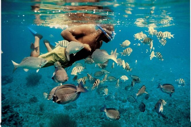 Experience Dolphin watching and snorkeling in Muscat - Leaving Marina Bandar Al Rowdha at 9:45 am