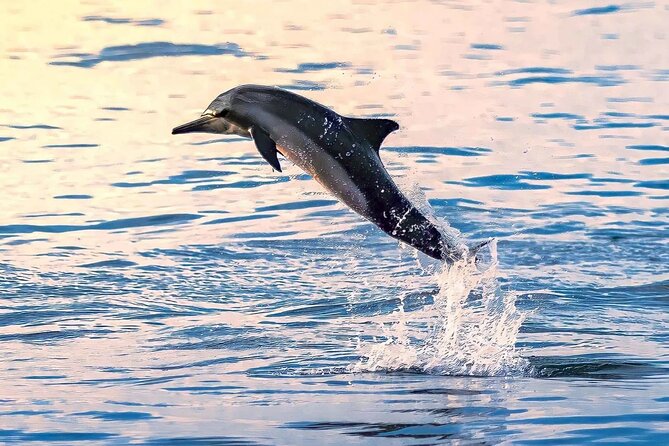 Experience Dolphin watching and snorkeling in Muscat - What the strongest outings include