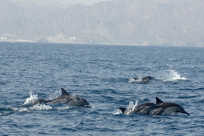 Experience Dolphin watching and snorkeling in Muscat - What can go wrong on this Muscat boat trip
