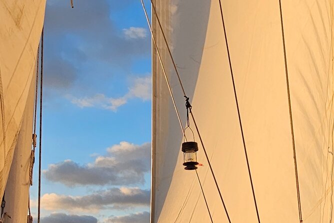 Experience Oceanside Sailing with Whales and dolphins! - Searching for Dolphins and Whales