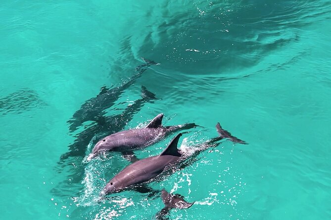 Experience Sunset and Dolphin Adventure in Panama - Leaving from 312 Bay Shore Drive at 6:00 pm