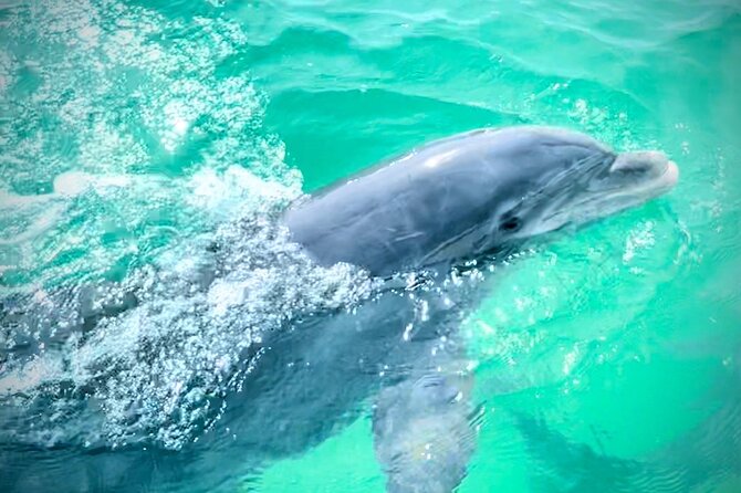 Experience Sunset and Dolphin Adventure in Panama - Shell Island adds a 30-minute break from the boat