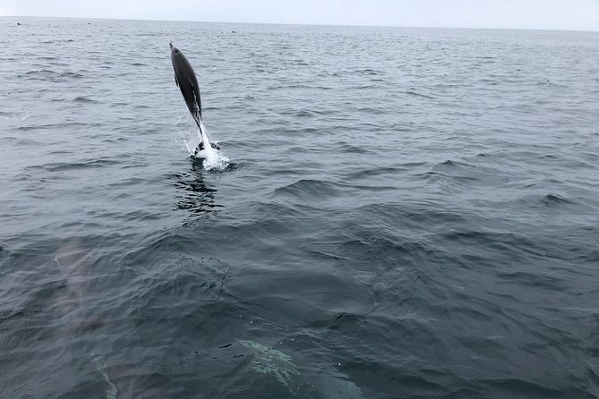 Family and Private Group Whale and Dolphin Watching - Whales depend on season and luck