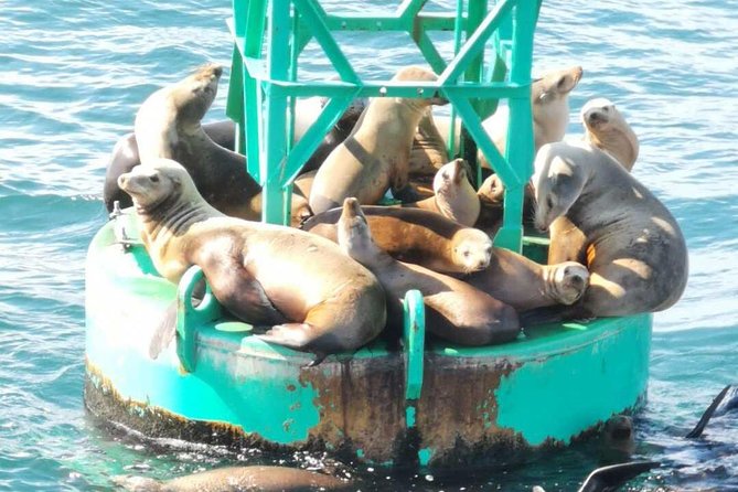 Family and Private Group Whale and Dolphin Watching - Private, semi-private, and best group sizes