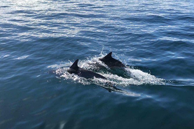 Family and Private Group Whale and Dolphin Watching - Is $150 per person a fair price?