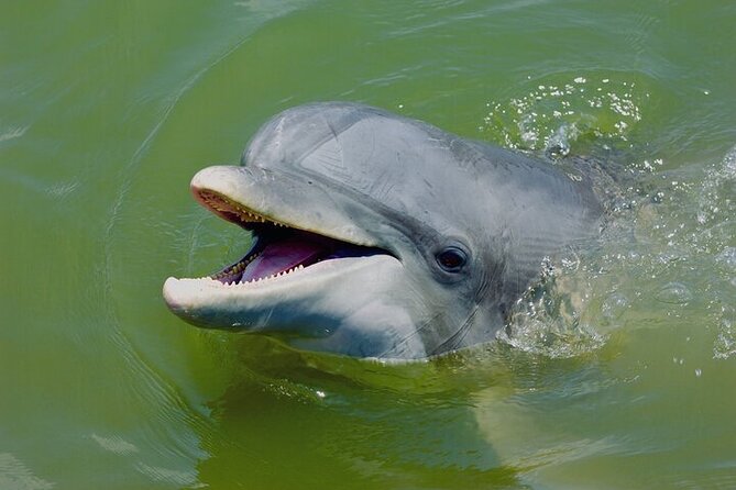 Family Friendly Dolphin Nature Kayak Tours in Hilton Head - Key points to know before you book