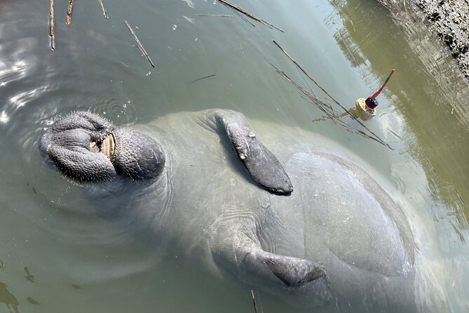 Family Friendly Dolphin Nature Kayak Tours in Hilton Head - Is this a good family outing?