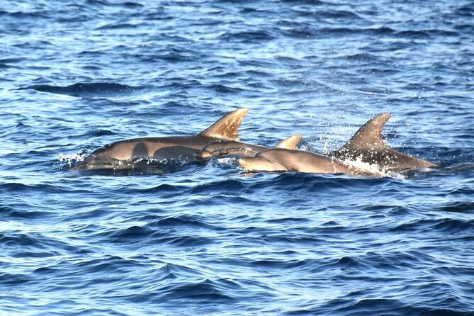 Fantastic DOLPHIN & SUNSET TOUR with dinner ( Pula-NP BRIJUNI ) - Vanga Island and Tito’s former villa