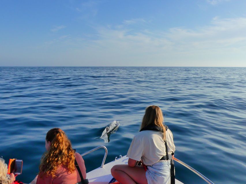 Faro: Dolphin and Wildlife Watching in the Atlantic Ocean - Key points to know before booking