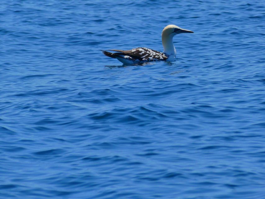 Faro: Dolphin and Wildlife Watching in the Atlantic Ocean - Should you book Ocean Vibes Algarve?