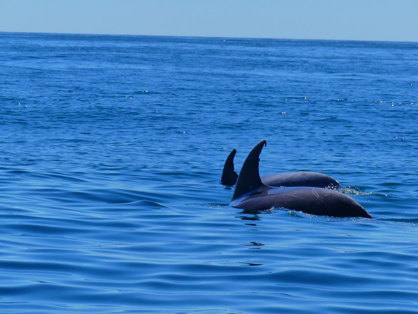 Faro: Dolphin and Wildlife Watching in the Atlantic Ocean - From Faro Marina to the Atlantic