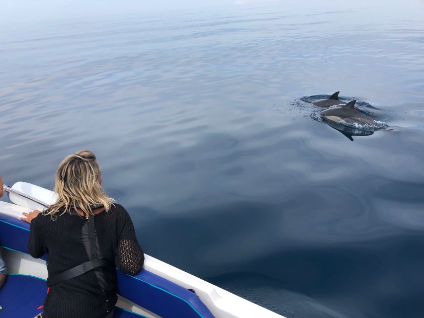 Faro: Dolphin and Wildlife Watching in the Atlantic Ocean - Why the marine biologists matter