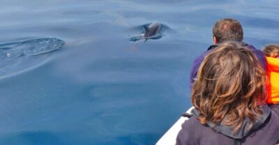 Faro: Dolphin and Wildlife Watching in the Atlantic Ocean