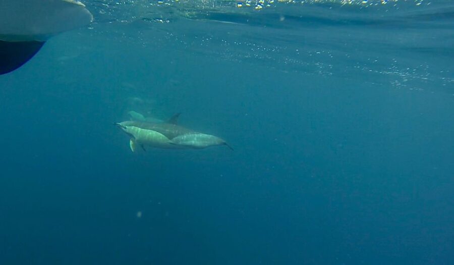 Faro: Dolphin and Wildlife Watching in the Atlantic Ocean - The 30-minute dolphin watch