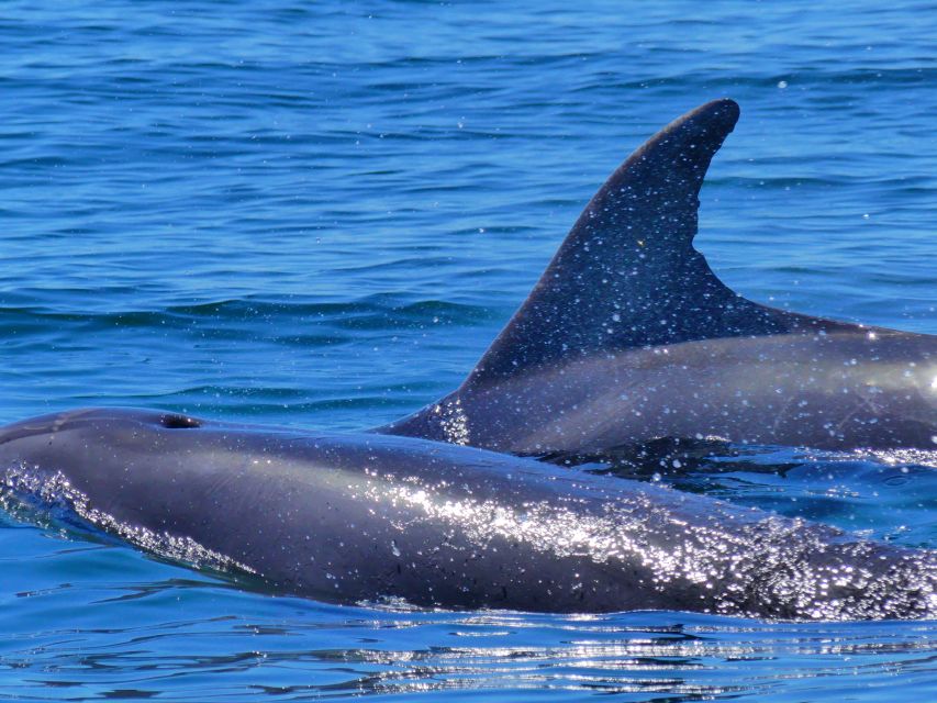 Faro: Dolphin and Wildlife Watching in the Atlantic Ocean - How rough is the boat ride?
