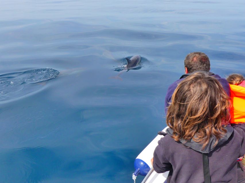 Faro: Dolphin and Wildlife Watching in the Atlantic Ocean - Price, timing, and overall value