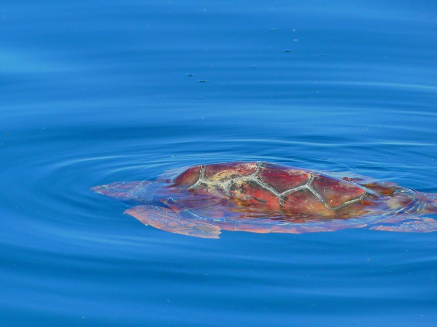 Faro: Dolphin and Wildlife Watching in the Atlantic Ocean - Who should book this Faro boat trip?