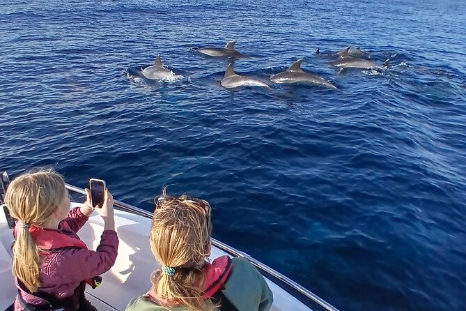 FARO Fantastic Dolphin Observation Tour and Marine Life - Key points at a glance