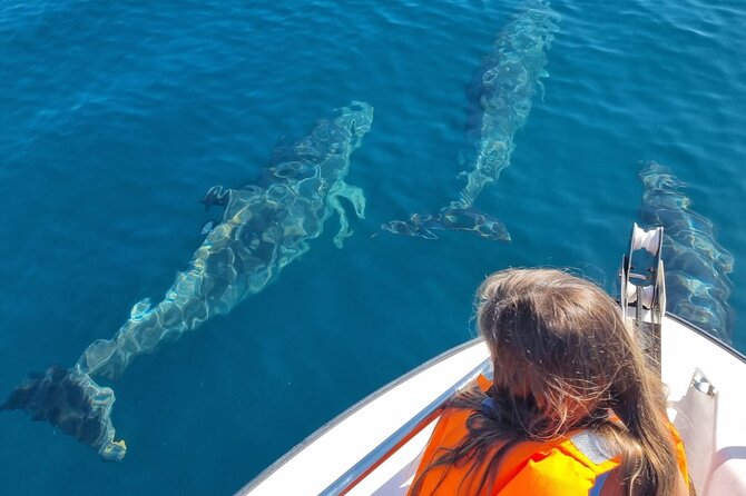FARO Fantastic Dolphin Observation Tour and Marine Life - Watching dolphins in the Atlantic
