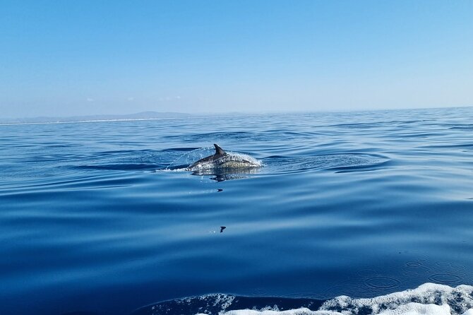 FARO Fantastic Dolphin Observation Tour and Marine Life - Ilha Deserta and Ilha do Farol