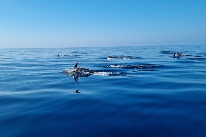 FARO Fantastic Dolphin Observation Tour and Marine Life - What the $72.25 price buys you