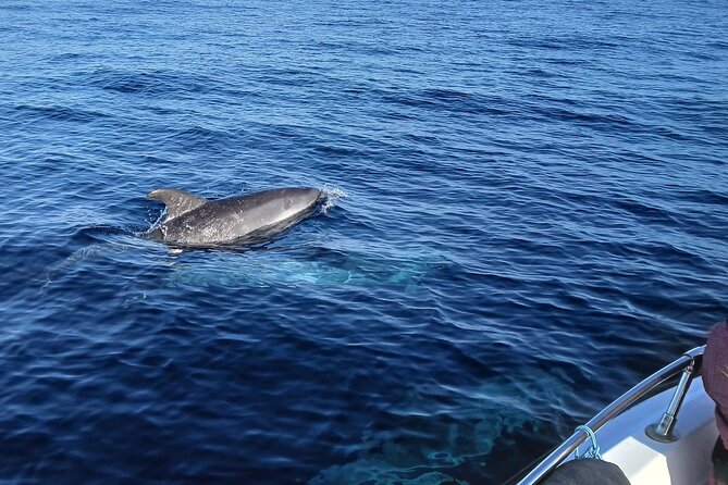 FARO Fantastic Dolphin Observation Tour and Marine Life - Crossing the Ria Formosa before the search begins
