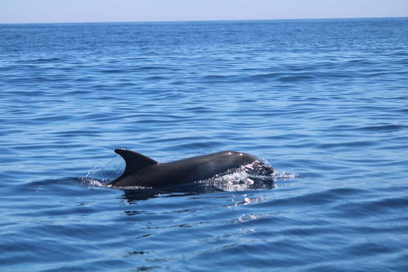 Faro: Funtastic Dolphin Watching Boat Tour - Faro Dolphin Tour: Key Points at a Glance