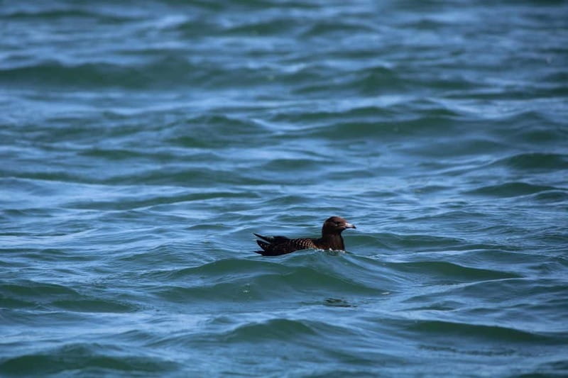Faro: Funtastic Dolphin Watching Boat Tour - Leaving Faro Marina Through Ria Formosa