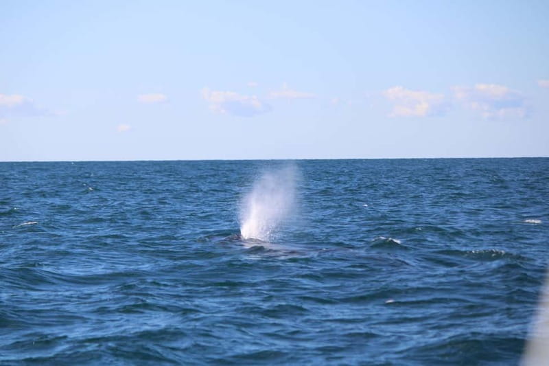 Faro: Funtastic Dolphin Watching Boat Tour - What Three Hours at Sea Really Feels Like