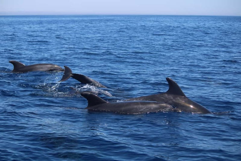 Faro: Funtastic Dolphin Watching Boat Tour - The Guides Make a Noticeable Difference