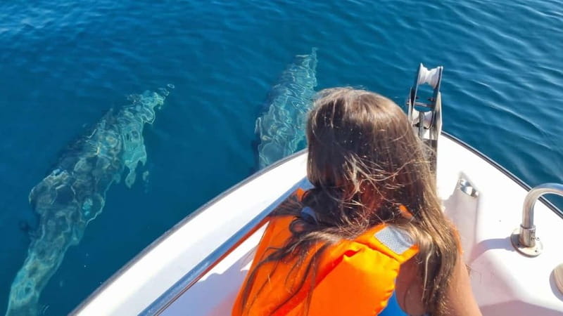 Faro: Funtastic Dolphin Watching Boat Tour - Is $70 a Fair Price?