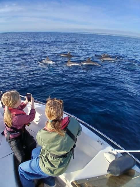Faro: Funtastic Dolphin Watching Boat Tour - Searching the Atlantic for Wild Dolphins