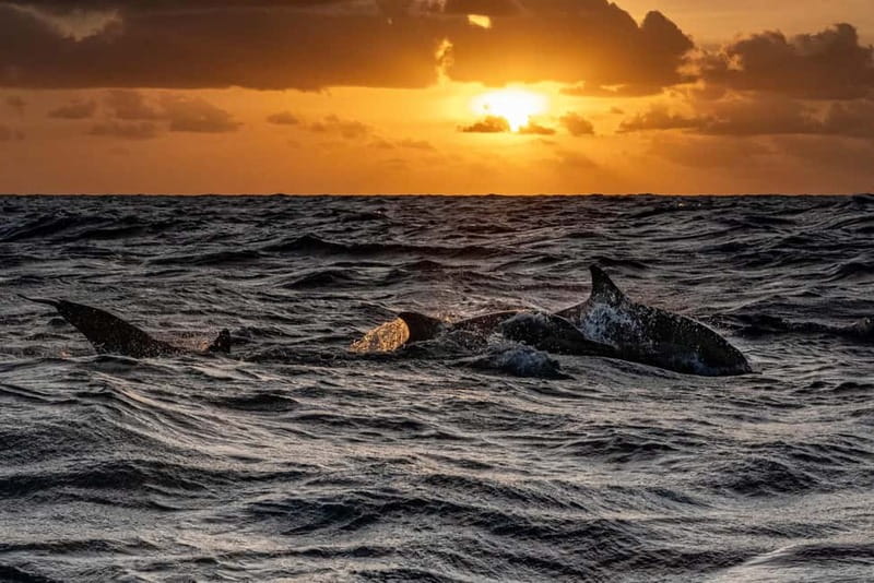 Fazana: Dolphin Finder in Brijuni islands Safari with Dinner - Dinner, drinks, and the value of the $34 price