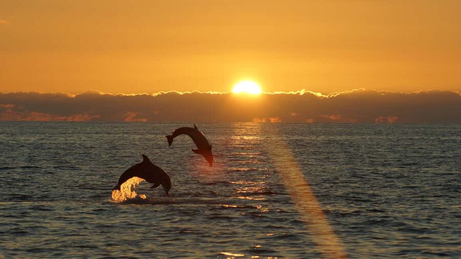 Fazana: Dolphin Finder in Brijuni islands Safari with Dinner - Weather, sailing time, and the return to Fažana