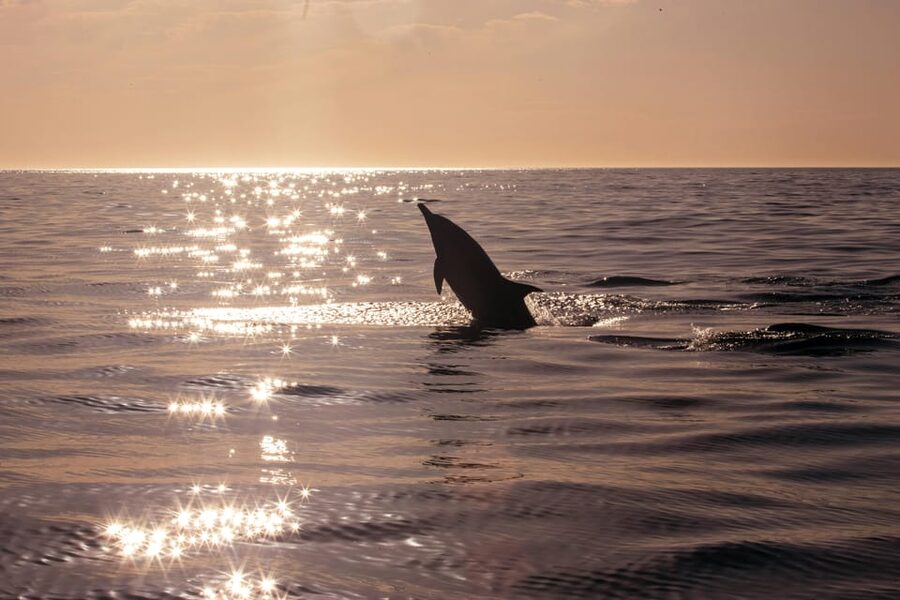 Fazana: Dolphin Finder in Brijuni islands Safari with Dinner - Who will enjoy this Fažana cruise most