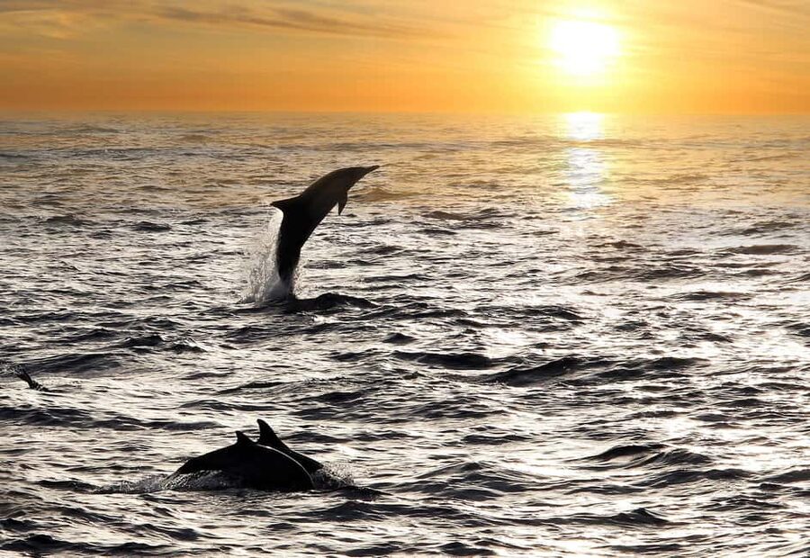 Fazana: Dolphin Finder in Brijuni islands Safari with Dinner - Why the Brijuni islands make a good evening backdrop