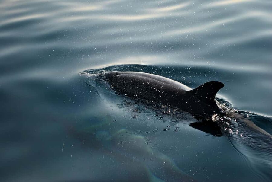 FAŽANA: DOLPHIN SAFARI - A dolphin trip with more than dolphins