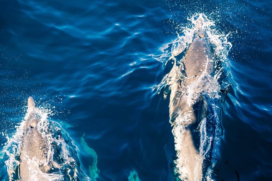 FAŽANA: DOLPHIN SAFARI - Looking for dolphins in their resting area