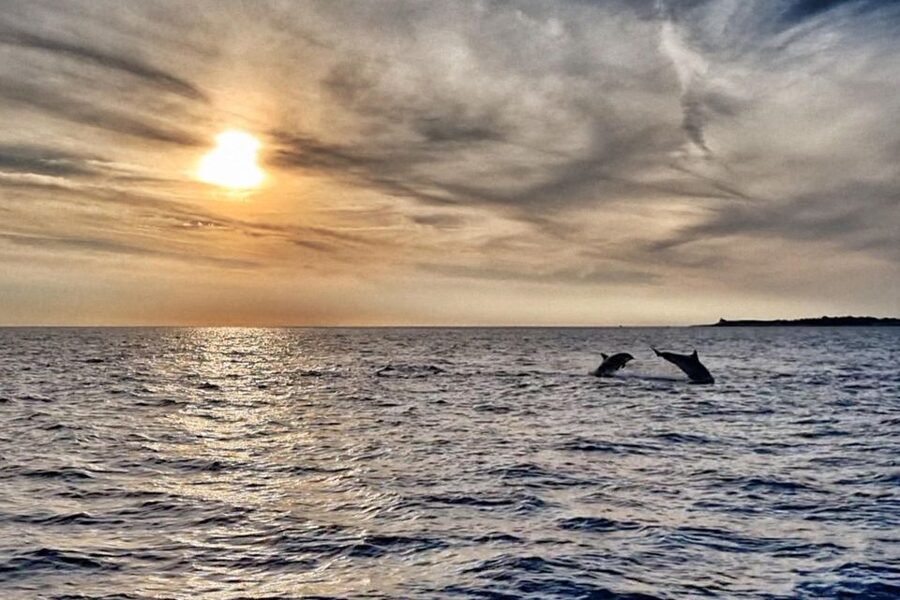 Fazana: dolphin safari and sightseeing in Brijuni at sunset - How the dolphin search works