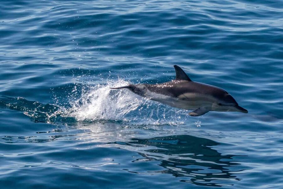 FAŽANA: DOLPHIN SAFARI - Finding the boat at Fažana pier
