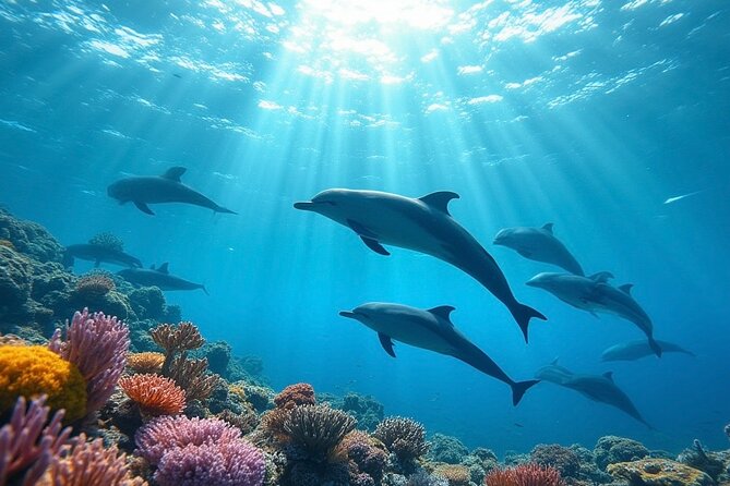 Fiji’s Best Dolphins tour and Snorkeling Adventure - Key points at a glance