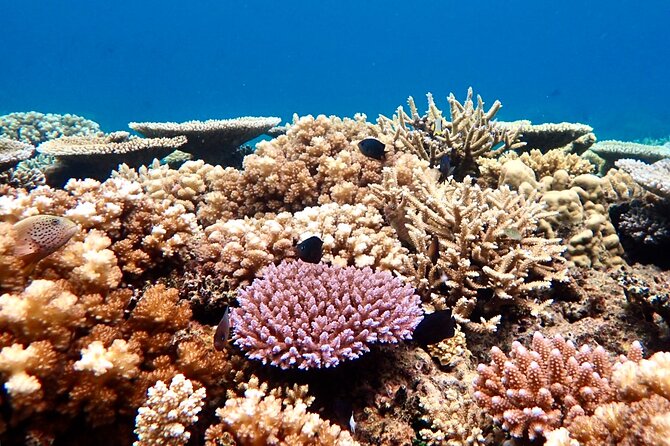 Fiji’s Best Dolphins tour and Snorkeling Adventure - Searching for dolphins in open Fiji water