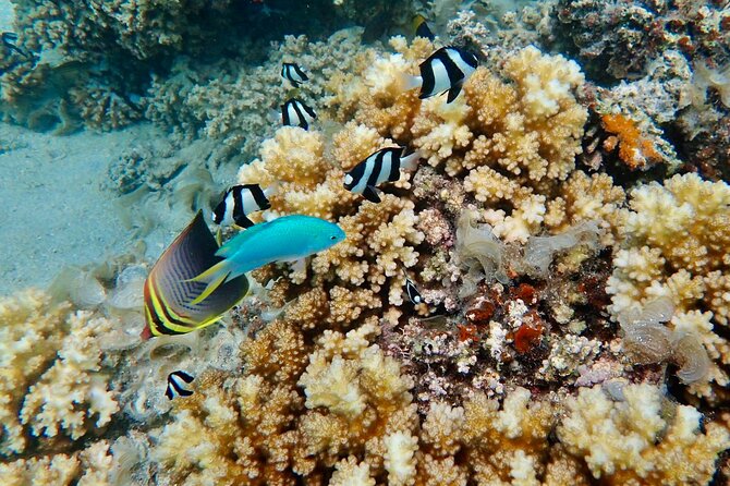 Fiji’s Best Dolphins tour and Snorkeling Adventure - Snorkeling above coral and reef fish