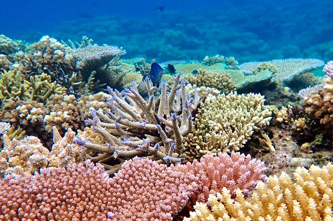 Fiji’s Best Dolphins tour and Snorkeling Adventure - A tidal sandbar with limited time