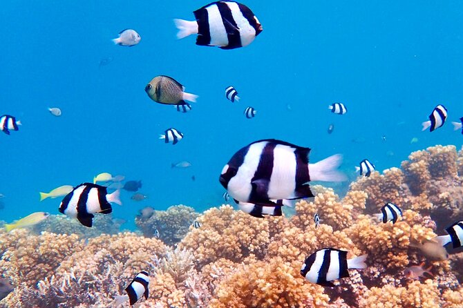 Fiji’s Best Dolphins tour and Snorkeling Adventure - Lunch, drinks, and the real value of $182.97