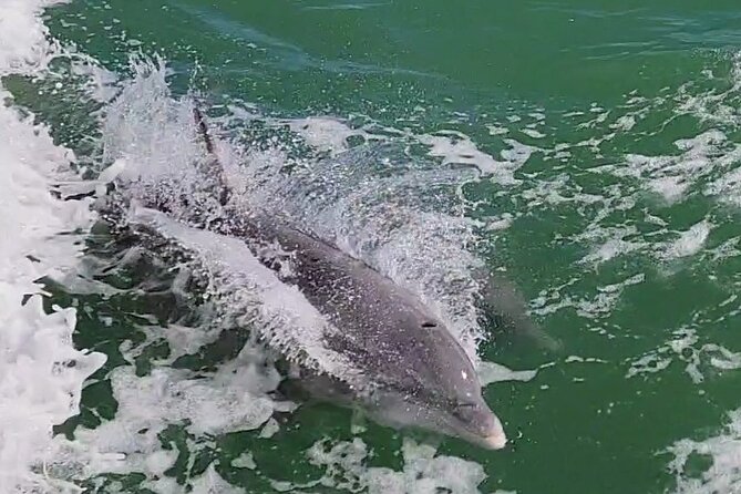 Fireworks Cruise with Dolphin Watch in Laguna Madre Bay - The fireworks view is the strongest part