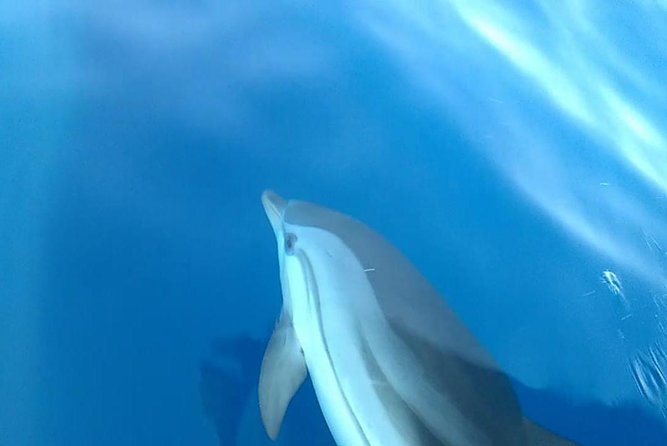 Fishing, Snorkelling & Dolphin Boat Tour - Planning, pickup, and cancellation