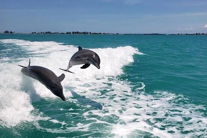 !! Flippers Fun Boat !! Dolphin Adventure Clearwater Beach! - Clearwater dolphins are the reason to go