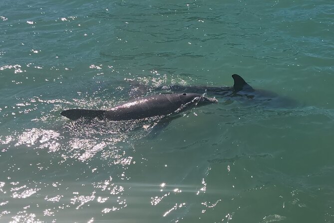 !! Flippers Fun Boat !! Dolphin Adventure Clearwater Beach! - A practical boat for families
